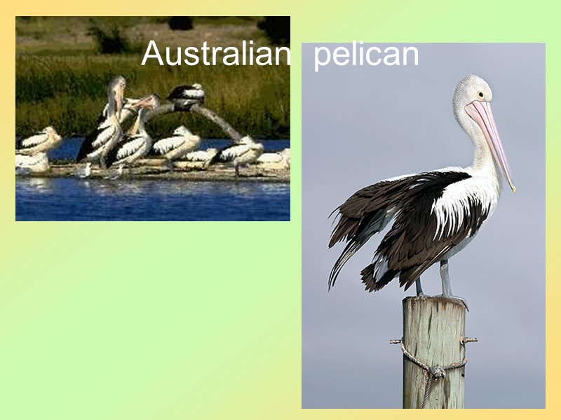 37 Australian  pelican